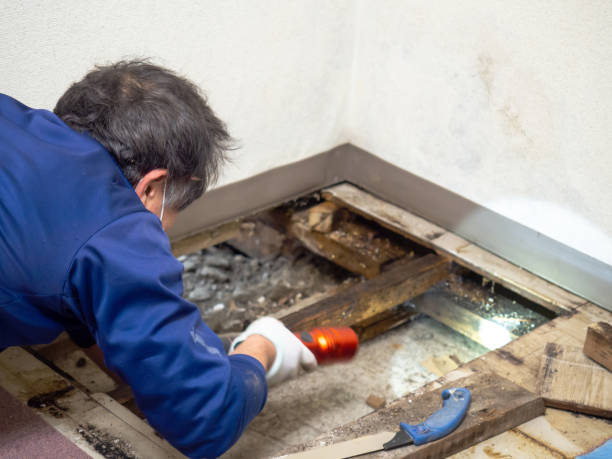 Best Industrial Mold Remediation in Madera Ranchos, CA