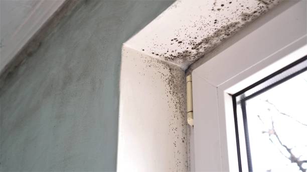 Professional Mold Remediation in Madera Ranchos, CA