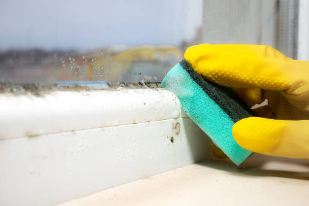 Best White Mold Remediation in Madera Ranchos, CA