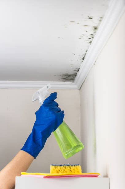 Best DIY Mold Remediation Support Services in Madera Ranchos, CA